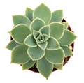 2" Echeveria Blue Atol